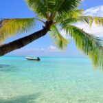 Karibien strand och palm