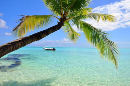 Karibien strand och palm