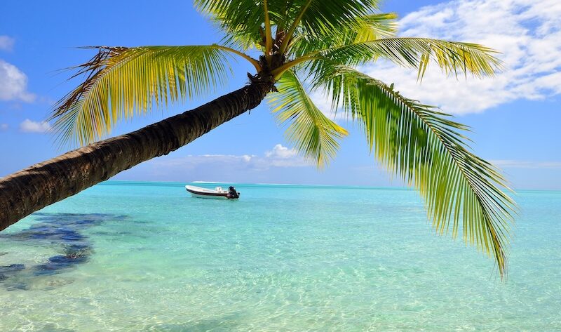 Karibien strand och palm