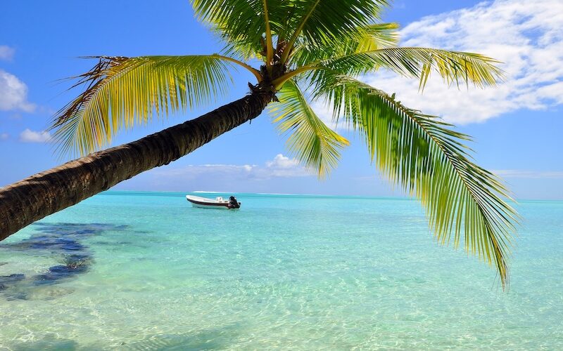 Karibien strand och palm
